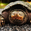 Common Snapping Turtle