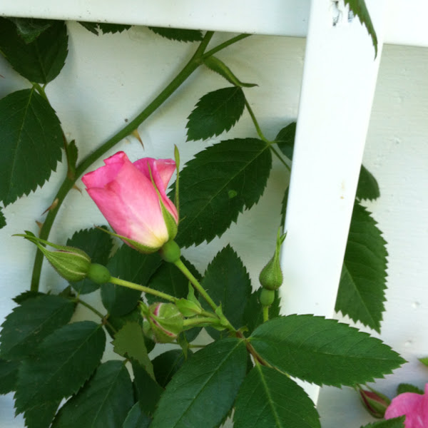 Wild rose Project Noah