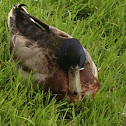 Mallard