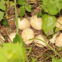 Wild Turkey (eggs)
