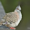 Crested Pigeon