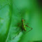 Bush katydid