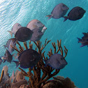 Atlantic Blue Tang