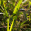 Speckled Racer