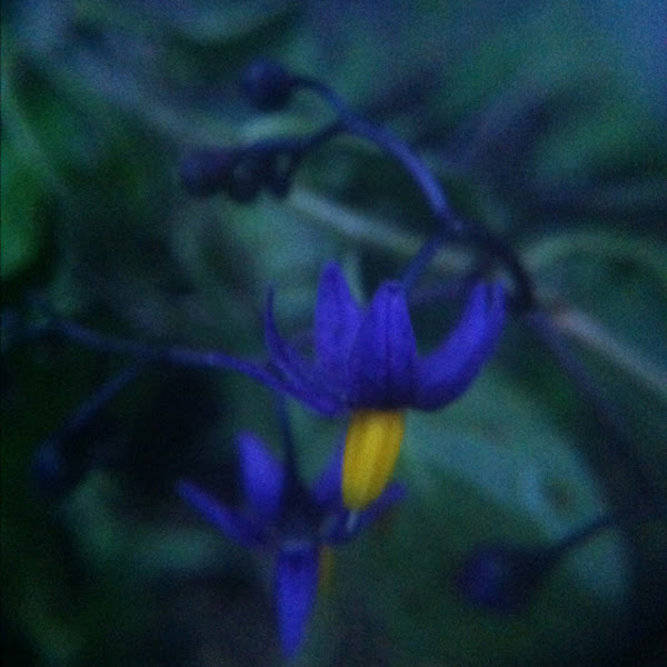 Bittersweet Nightshade Project Noah