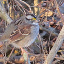 White-throated Sparrow