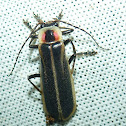 Firefly