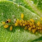 Oleander Aphids