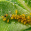 Oleander Aphids