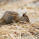 California Chipmunk