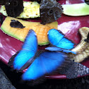 Common Morpho
