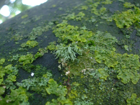 Spotting Image 1