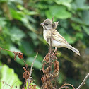 Black-faced Bunting 黑臉鵐