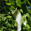 Árbol de los pañuelos,Davidia involucrata 