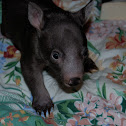 Common Wombat 