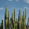 Halcón