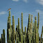 Halcón