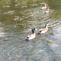 Ducks