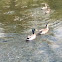 Ducks