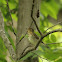 Wood Thrush