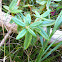Labrador tea