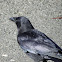 common crow