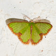 Butterflies and Moths of Ecuador