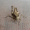 Grasshopper