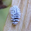Scymnus Ladybug Larva