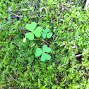 Common wood sorrel