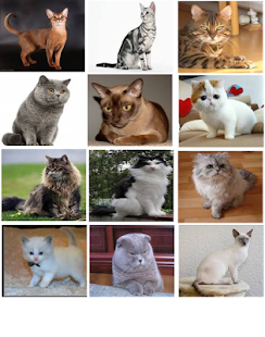 How to download Cat Breeds Memory Game lastet apk for bluestacks