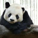 Giant Panda