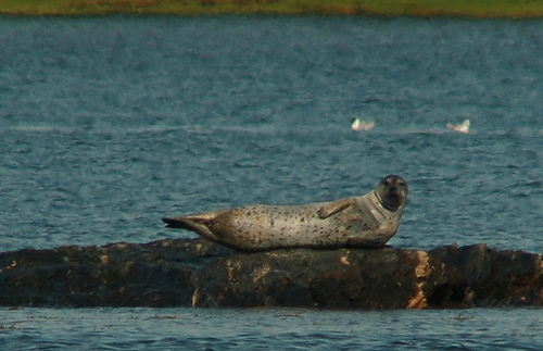 Spotting Image 1