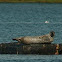 Harbor Seal