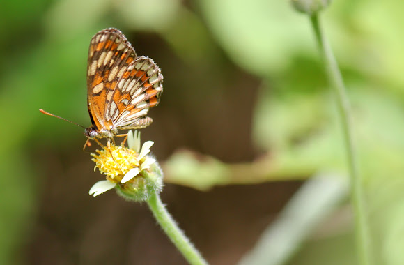 Spotting Image 1