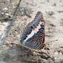 Cream-banded Charaxes