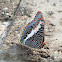 Cream-banded Charaxes