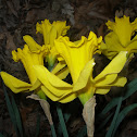 Daffodil