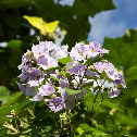 Divorce vine