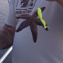 Common Sea Star