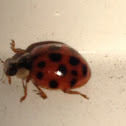 Ladybug