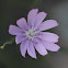 Flower - unknown