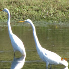 Great Egret
