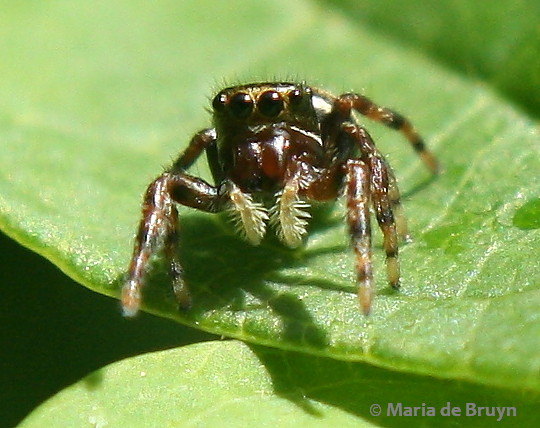Spotting Image 1