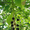 Chokecherry