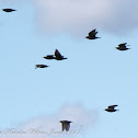 Spotless Starling; Estornino Negro