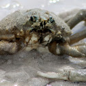 Spider Crab
