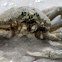 Spider Crab