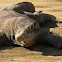 Komodo Dragon
