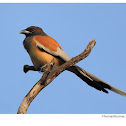 Treepie